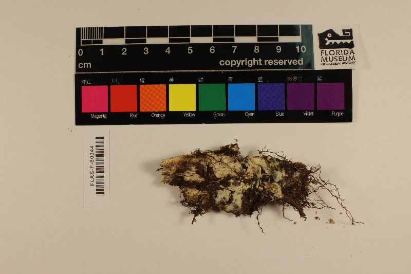 Tomentellopsis submollis image