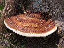 Ganoderma tuberculosum image