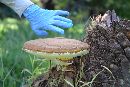 Ganoderma colossus image