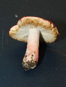 Russula pulchra image