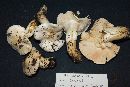 Tricholoma columbetta image