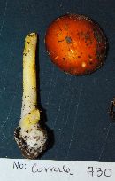 Amanita flavipes image