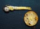 Amanita flavipes image