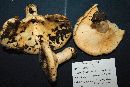 Lactarius zonarius image