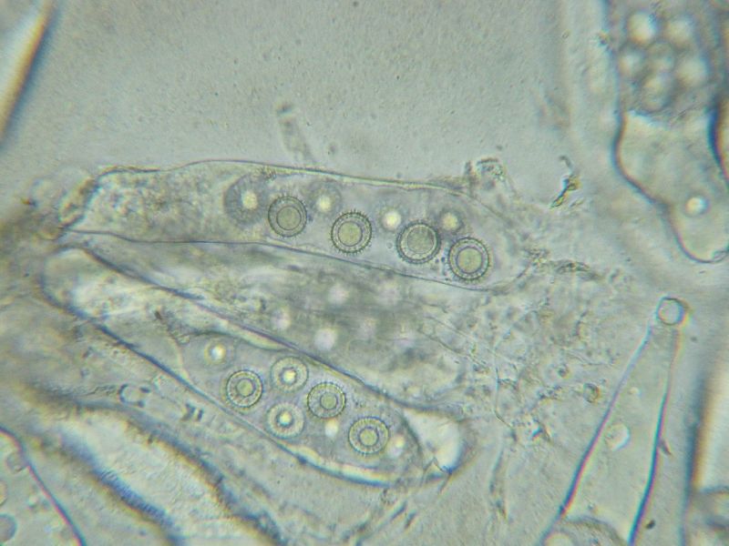 Eremiomyces echinulatus image