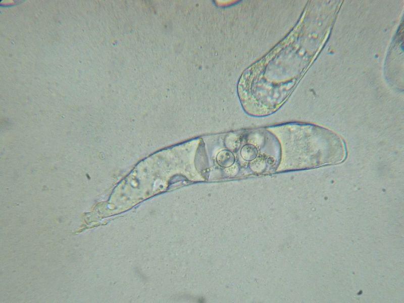 Eremiomyces echinulatus image