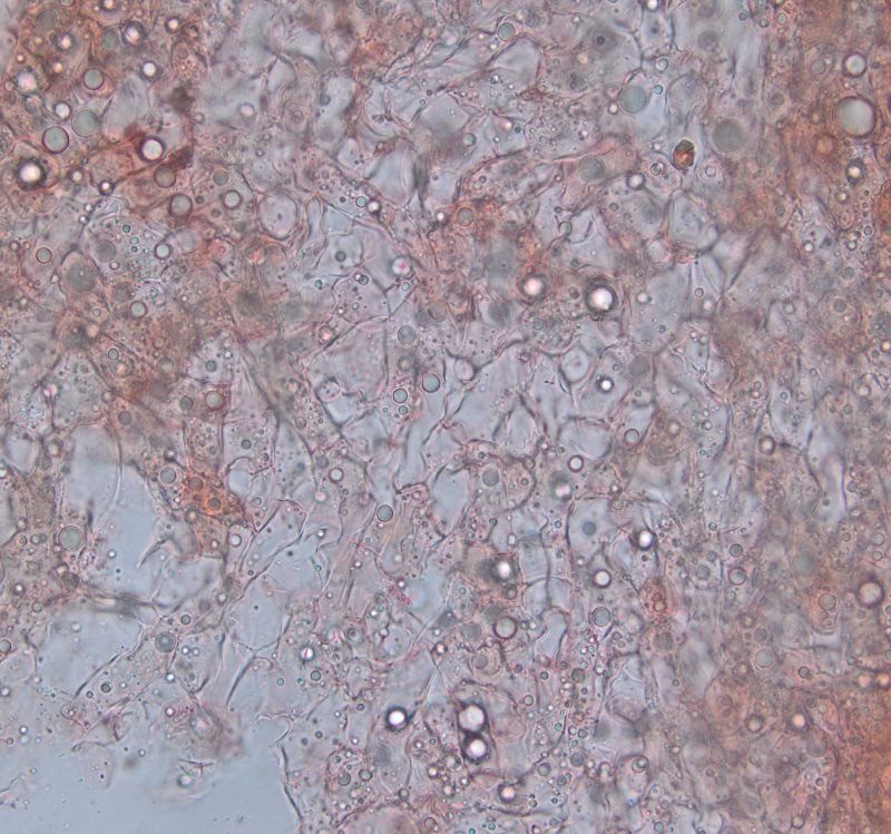 Eremiomyces echinulatus image