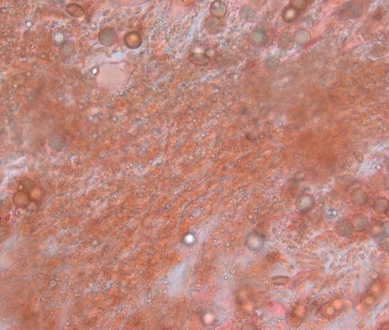 Eremiomyces image