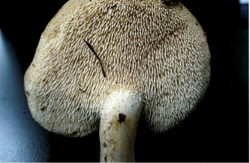 Hydnum aerostatisporum image