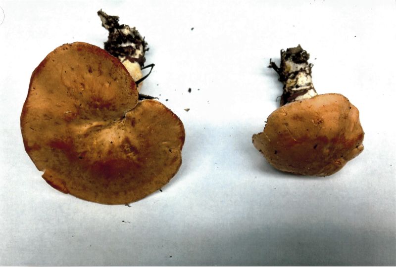 Hydnum aerostatisporum image