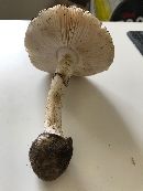 Amanita mutabilis image