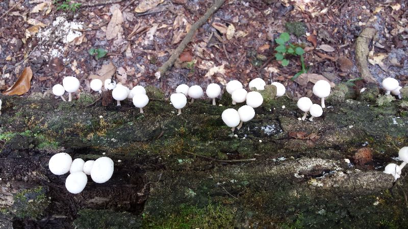 Pluteus chrysaegis image