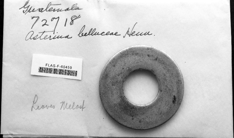 Asterina belluciae image