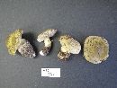 Tricholoma floridanum image