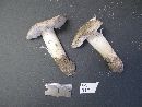 Tricholoma floridanum image