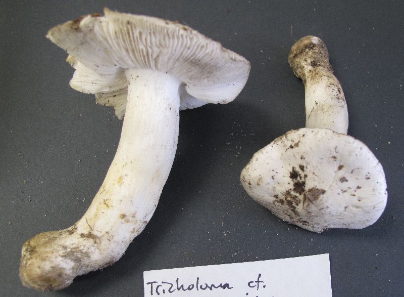 Tricholoma floridanum image