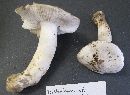 Tricholoma floridanum image