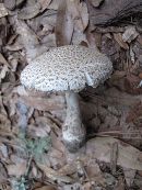 Amanita onusta image