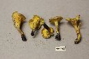 Cantharellus iuventateviridis image