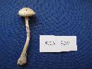 Amanita amerivirosa image