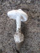 Amanita roanokensis image