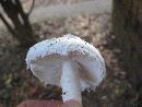 Amanita roanokensis image