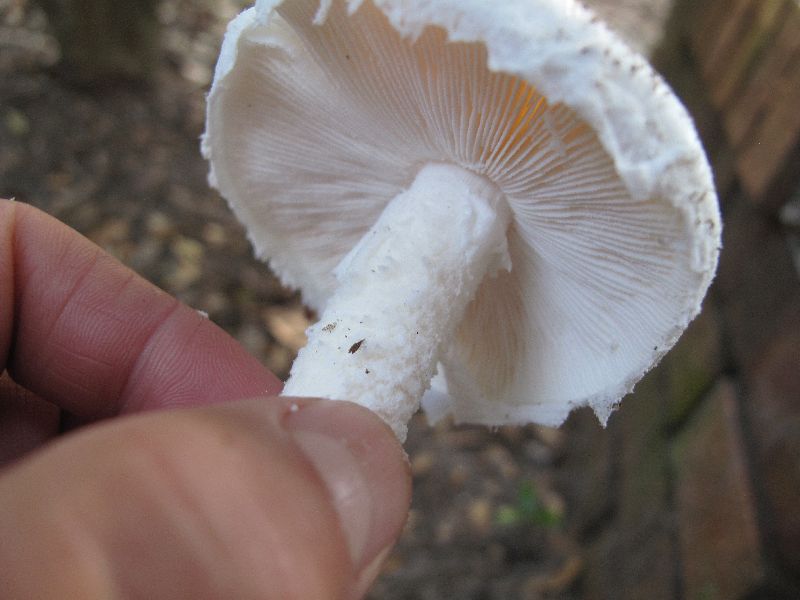 Amanita roanokensis image