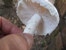 Amanita roanokensis image