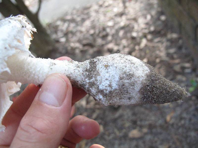 Amanita roanokensis image