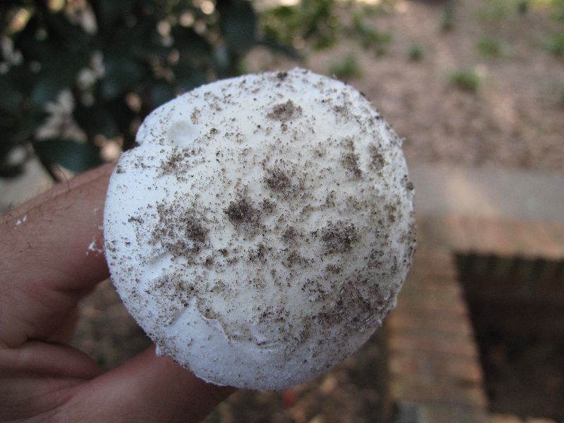 Amanita roanokensis image