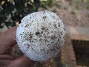 Amanita roanokensis image