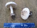 Amanita rhoadsii image