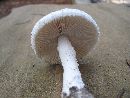 Amanita rhoadsii image