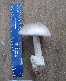 Amanita elliptosperma image