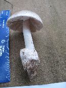 Amanita elliptosperma image