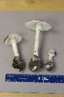 Amanita suballiacea image