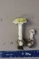 Amanita suballiacea image