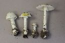 Amanita suballiacea image