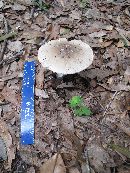 Amanita murrilliana image