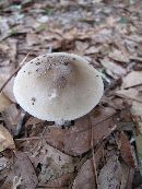 Amanita murrilliana image