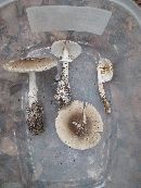 Amanita murrilliana image