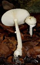 Amanita multisquamosa image