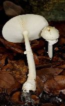 Amanita multisquamosa image