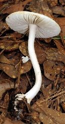 Amanita roseitincta image