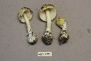 Amanita russuloides image