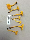 Cantharellus minor image