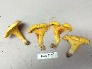 Cantharellus tenuithrix image