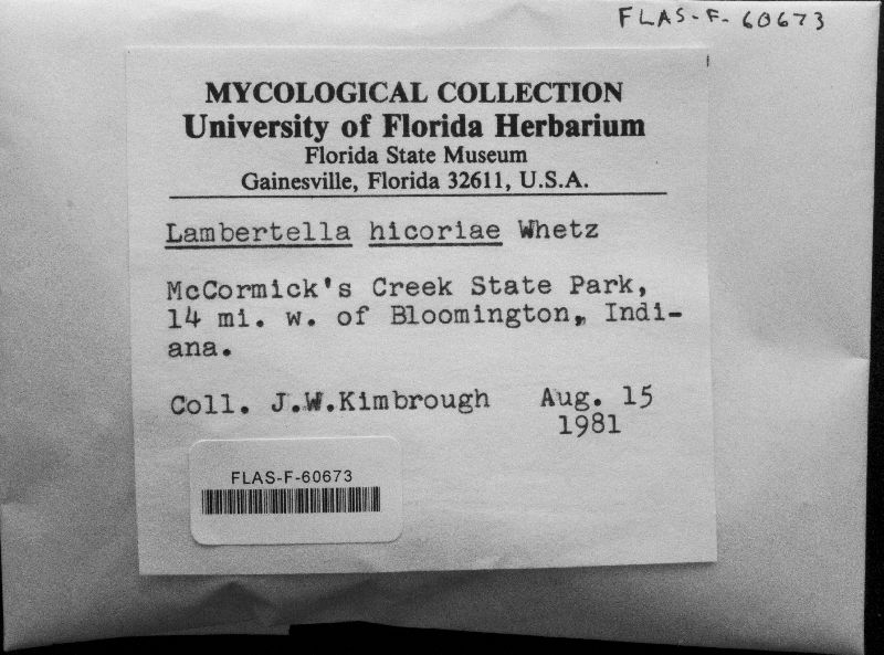Lambertella hicoriae image