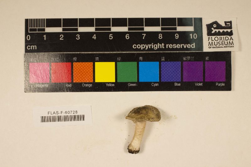 Inocybe dunensis image