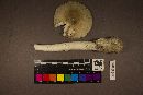 Amanita murrilliana image